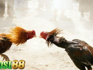 Cara Bermain Sabung Ayam Online